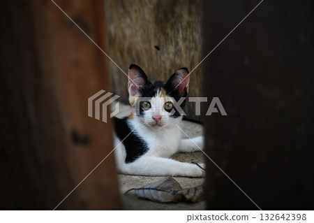 A cute calico kitten sitting on a concrete path beside green bushes, looking up with curious eyes under soft natural light. 132642398