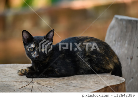 A black and tortoiseshell kitten lying on a wooden surface, gazing calmly at the camera in soft afternoon light. 132642399