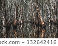 Dense paperbark forest with twisted trunks mirrored on dark wetland water. 132642416