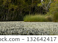 Dense hydrilla bloom covering the calm surface of a natural tropical pond. 132642417