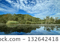 Natural pond with hydrilla blooms and wetland grasses surrounded by forest trees. 132642418