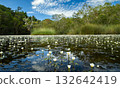 Tropical pond covered with hydrilla blooms reflecting blue sky and white clouds. 132642419