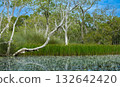 Morning sunlight over a quiet pond filled with hydrilla blooms and green reeds. 132642420