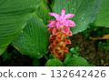 Pink curcuma flower blooming with morning dew. 132642426