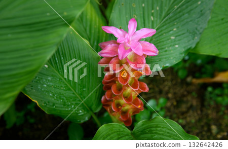 Pink curcuma flower blooming with morning dew. Pink curcuma flower blooming with morning dew. 132642426