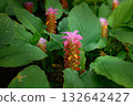 Pink curcuma flower blooming with morning dew. 132642427
