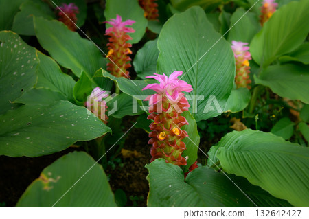 Pink curcuma flower blooming with morning dew. Pink curcuma flower blooming with morning dew. 132642427