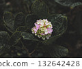 Tiny purple hydrangea blooming in dark green leaves. 132642428