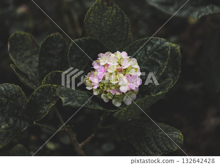 Tiny purple hydrangea blooming in dark green leaves. Tiny purple hydrangea blooming in dark green leaves. 132642428