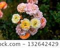 Soft pastel roses blooming in a summer garden. 132642429