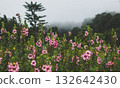 Pink wildflowers blooming in misty mountain air. 132642430