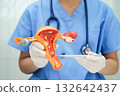 Uterus, doctor holding human anatomy model for study diagnosis and treatment in hospital. 132642437