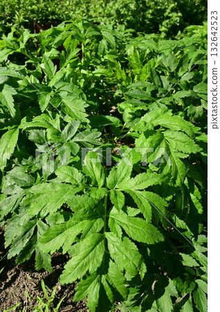 Angelica acutiloba (Apiaceae) A perennial plant of the Angelica genus Angelica acutiloba (Apiaceae) A perennial plant of the Angelica genus 132642523