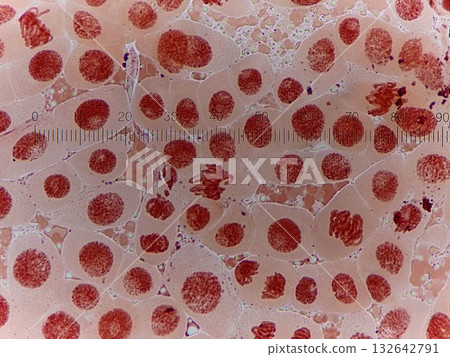 Large onion cells Large onion cells 132642791