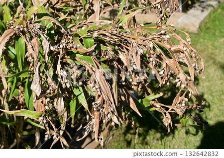 薏苡仁（禾本科）屬 薏苡仁亞科 132642832