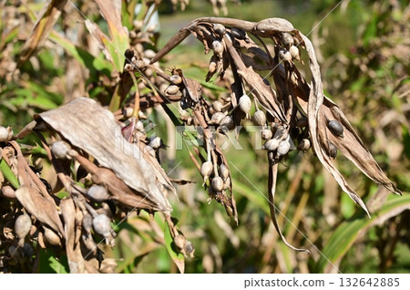 Job's tears (Poaceae) Genus Job's tears Subfamily Millicaceae Job's tears (Poaceae) Genus Job's tears Subfamily Millicaceae 132642885