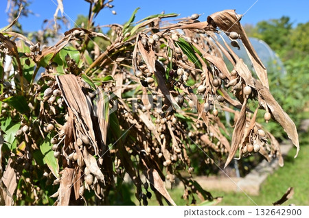 薏苡仁（禾本科）屬 薏苡仁亞科 132642900