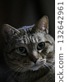 Cat  132642961