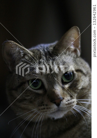 Cat Cat 132642961