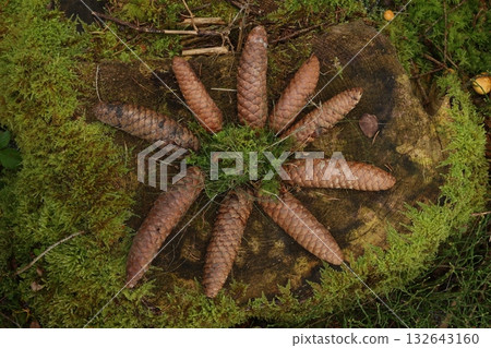 Cluster of pine cones are arranged in a circle on a mossy log Cluster of pine cones are arranged in a circle on a mossy log 132643160