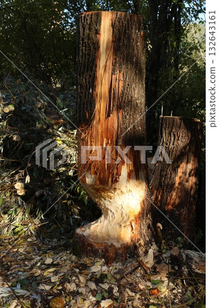 Work of a beaver on tree Work of a beaver on tree 132643161
