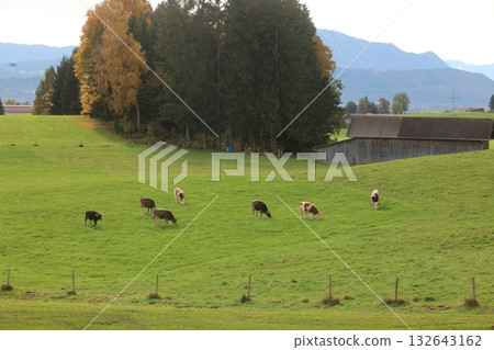 Group of cows are grazing in a lush green field Group of cows are grazing in a lush green field 132643162