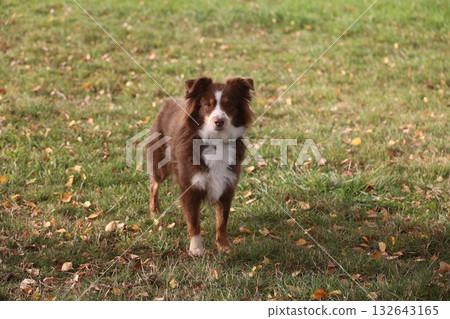 Brown and white dog is standing in a grassy field 132643165