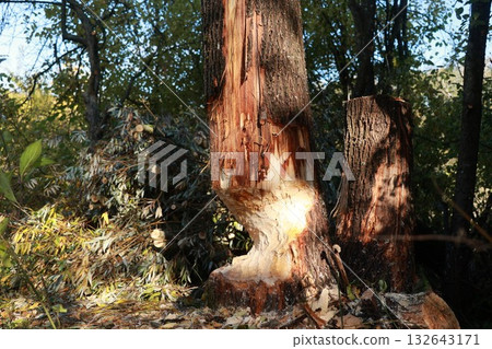 Work of a beaver on tree 132643171