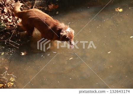 Brown dog is looking at the camera while standing in a muddy pond Brown dog is looking at the camera while standing in a muddy pond 132643174