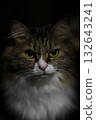 Cat looking at camera 132643241
