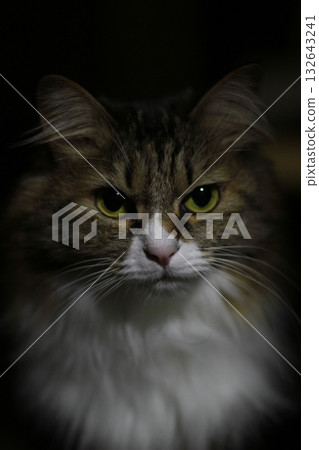 Cat looking at camera 132643241
