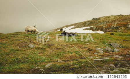 Sheep on pasture, grazing on rock hill Sheep on pasture, grazing on rock hill 132643265