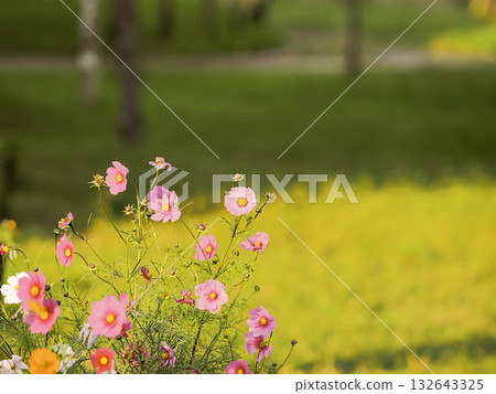Colorful cosmos field Colorful cosmos field 132643325