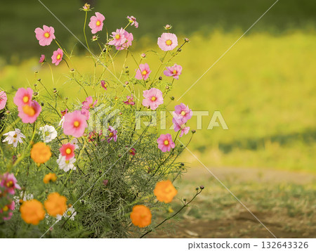 Cosmos are blooming in the cosmos field 132643326