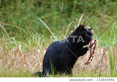 黑貓玩玩具 黑貓玩玩具 132643948