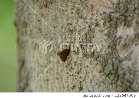Chinese moth 132644309