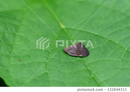 Chinese moth 132644311