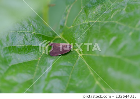 Chinese moth 132644313