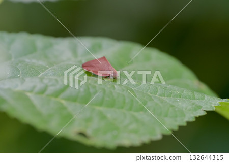 Chinese moth Chinese moth 132644315