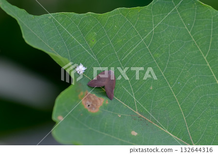 Chinese moth Chinese moth 132644316