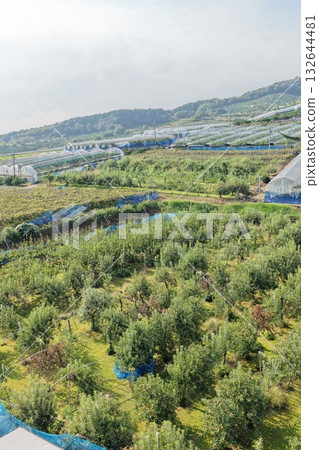 山坡上的蘋果樹“果園” 132644481