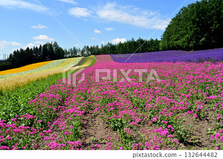 夏日富良野薰衣草園 夏日富良野薰衣草園 132644482