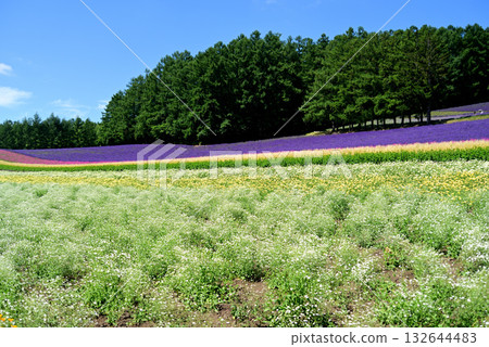 夏日富良野薰衣草園 132644483