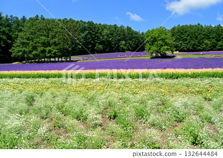 夏日富良野薰衣草園 夏日富良野薰衣草園 132644484