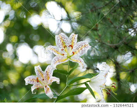 white lily flower white lily flower 132644521