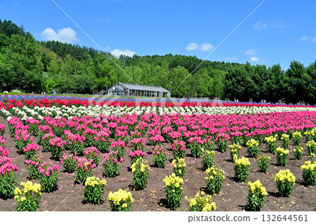 Furano flower fields in summer Furano flower fields in summer 132644561