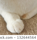Cute hands 132644564