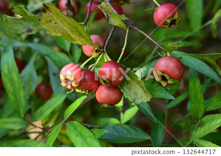 Hawthorn (Rosaceae) red berries of a deciduous shrub 132644717