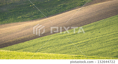 Dear grazing on green rolling fields of agricultural land, Moravia, Czechia Dear grazing on green rolling fields of agricultural land, Moravia, Czechia 132644722