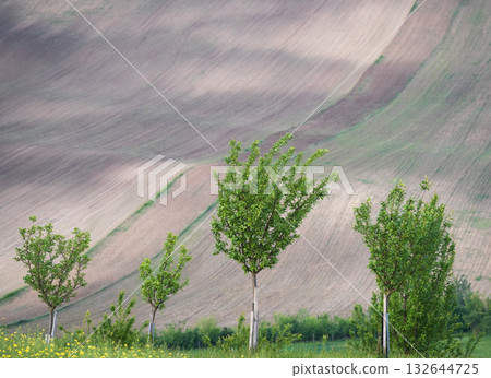 Agricultural landscape with rolling fields in backdrop and fruit trees in front, Czechia Agricultural landscape with rolling fields in backdrop and fruit trees in front, Czechia 132644725